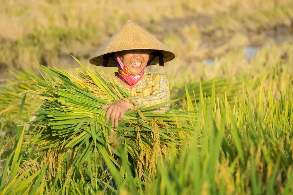 Vietnam's Agricultural Resources: Rice, Coffee, and Export Crops