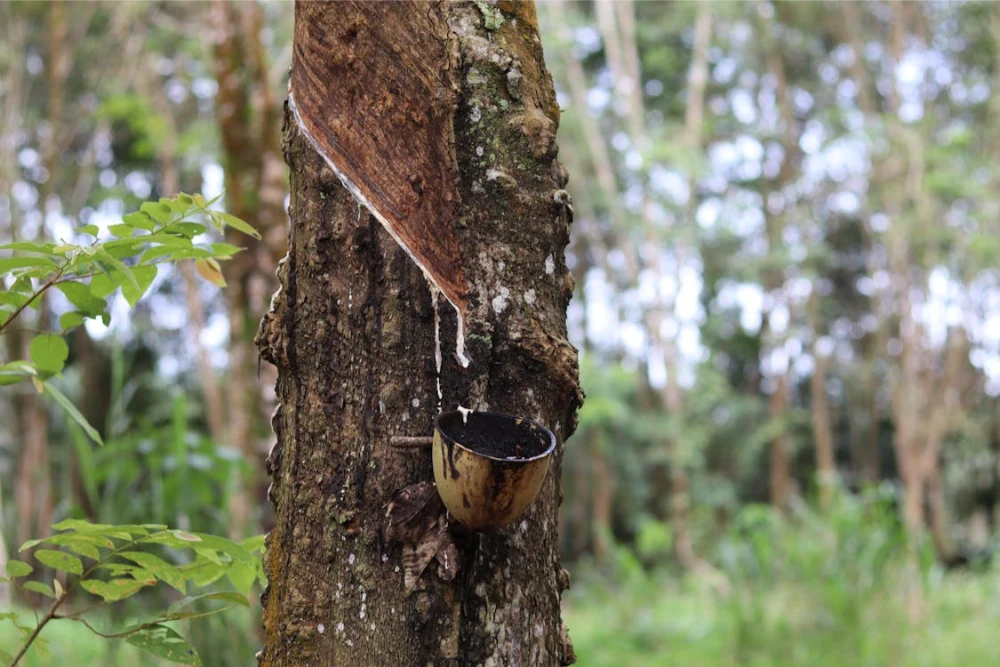 Sustainable Wood and Rubber Resources